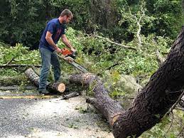 Best Tree Trimming and Pruning  in Odon, IN