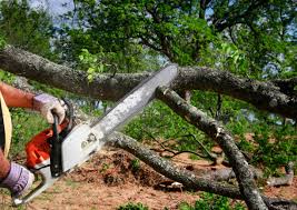 Best Tree Maintenance Programs  in Odon, IN