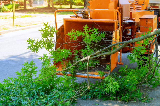 Best Tree and Shrub Care  in Odon, IN