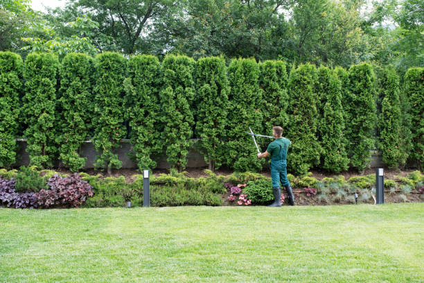 Best Lawn Renovation and Restoration  in Odon, IN