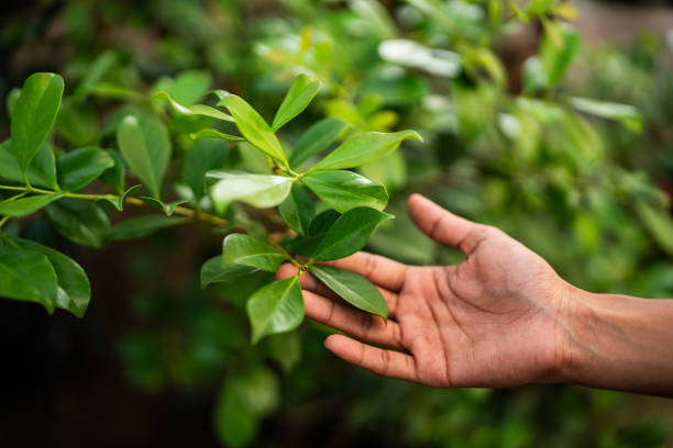 How Our Tree Care Process Works  in  Odon, IN