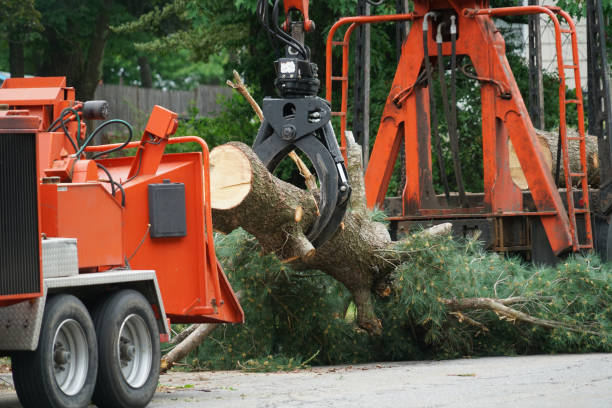 Best Tree Removal  in Odon, IN