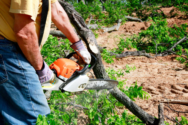 Best Hazardous Tree Removal  in Odon, IN